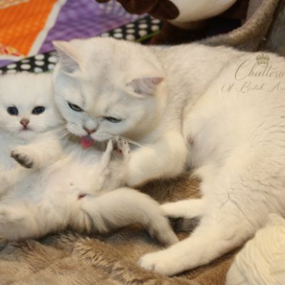 Ringo Of British Archanges