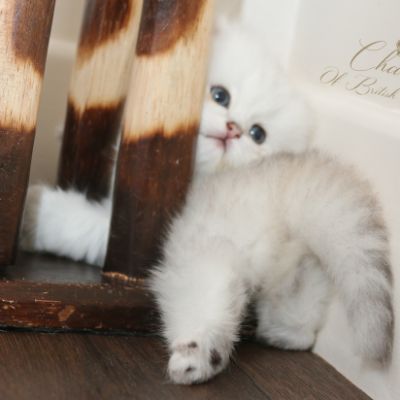 Ringo Of British Archanges