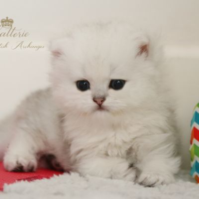 Ringo Of British Archanges