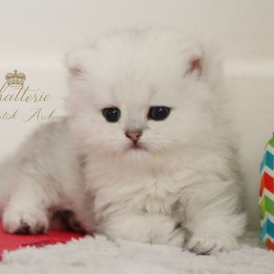 Ringo Of British Archanges