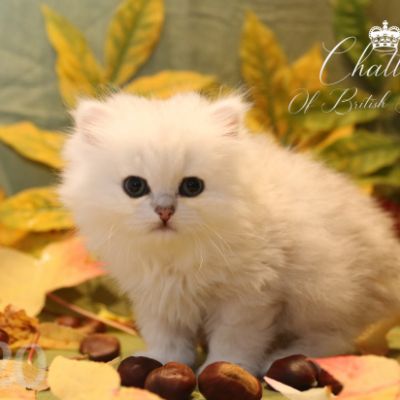 Ringo Of British Archanges