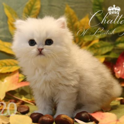 Ringo Of British Archanges