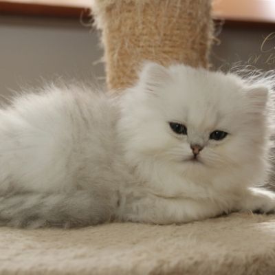 Ringo Of British Archanges