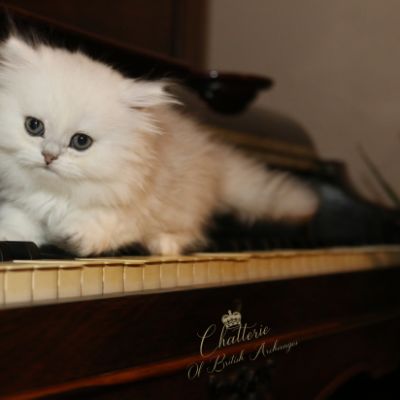 Ringo Of British Archanges