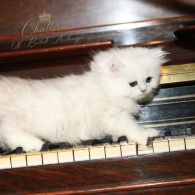 Ringo Of British Archanges