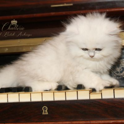 Ringo Of British Archanges