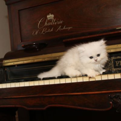 Ringo Of British Archanges