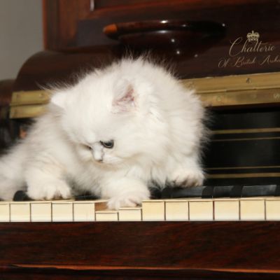 Ringo Of British Archanges