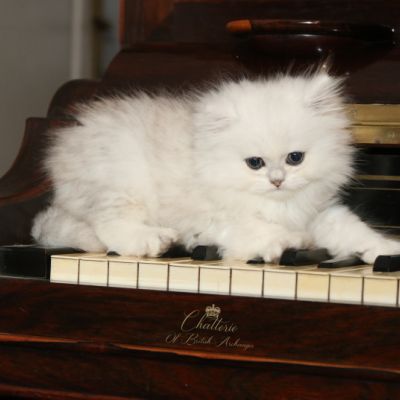 Ringo Of British Archanges