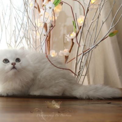 Ringo Of British Archanges