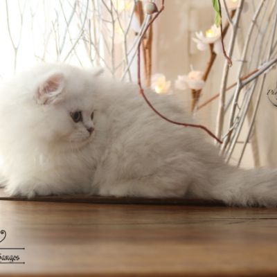 Ringo Of British Archanges