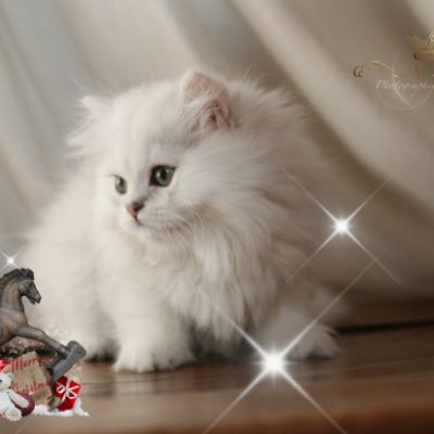 Ringo Of British Archanges