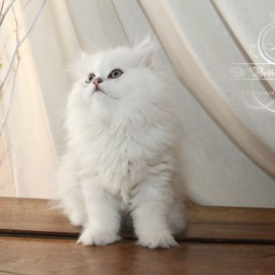 Ringo Of British Archanges