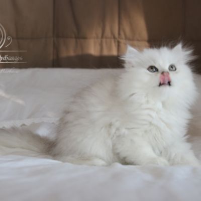 Ringo Of British Archanges