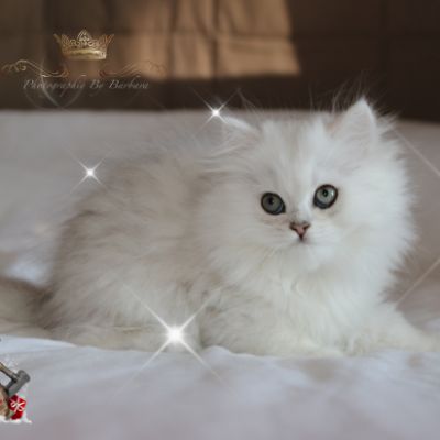 Ringo Of British Archanges