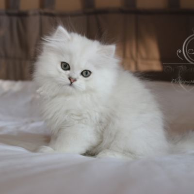 Ringo Of British Archanges