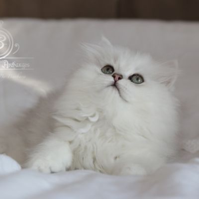 Ringo Of British Archanges