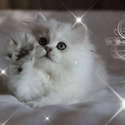 Ringo Of British Archanges