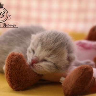 Rhoot Of british Archanges