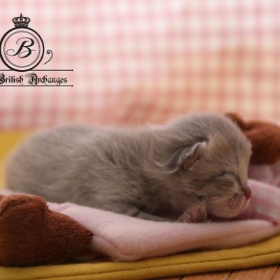 Rhoot Of british Archanges