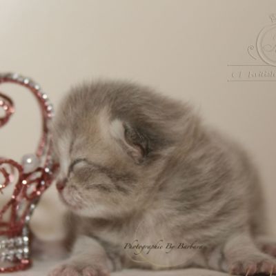 Rhoot Of british Archanges