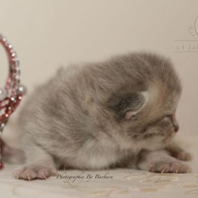 Romané Of british Archanges