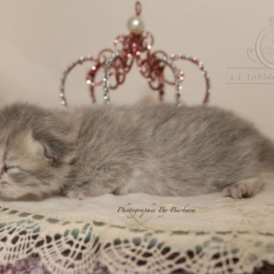 Rhoot Of british Archanges