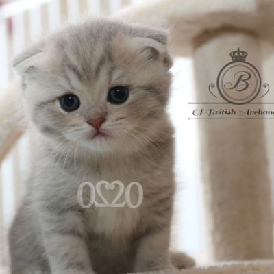 Romané Of british Archanges