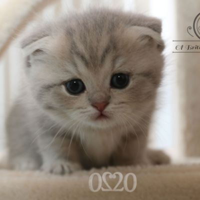 Romané Of british Archanges