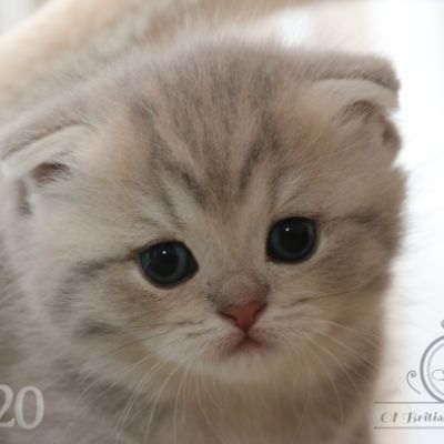 Romané Of british Archanges