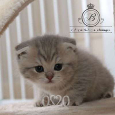 Romané Of british Archanges