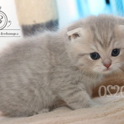 Romané Of british Archanges