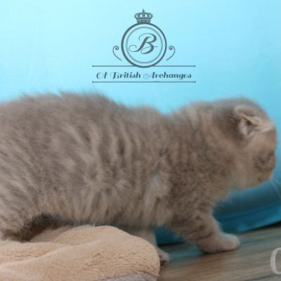 Romané Of british Archanges