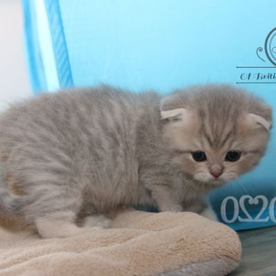 Romané Of british Archanges