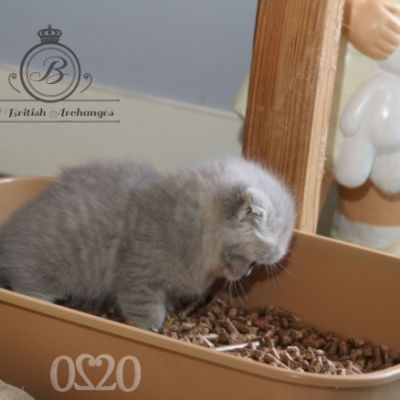 Romané Of british Archanges