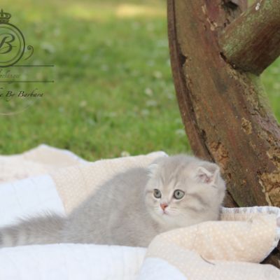 Romy Of british Archanges