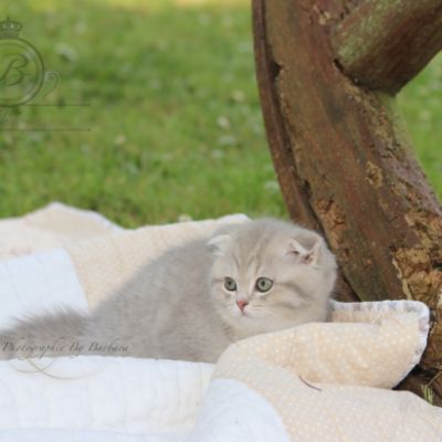 Romy Of british Archanges