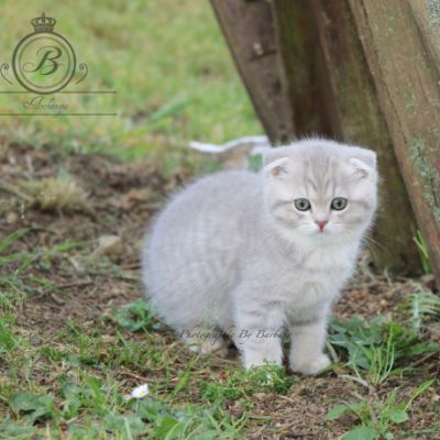 Romy Of british Archanges