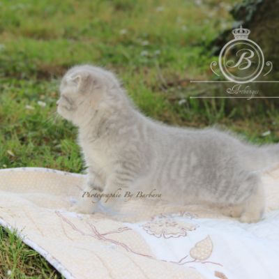 Romy Of british Archanges