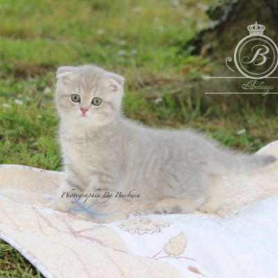 Romy Of british Archanges