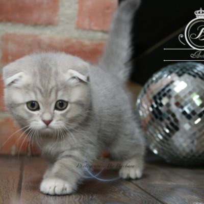 Romy Of british Archanges