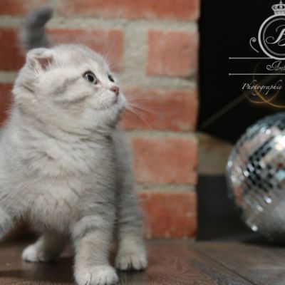 Romy Of british Archanges