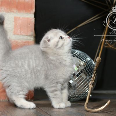 Romy Of british Archanges