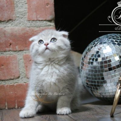 Romy Of british Archanges