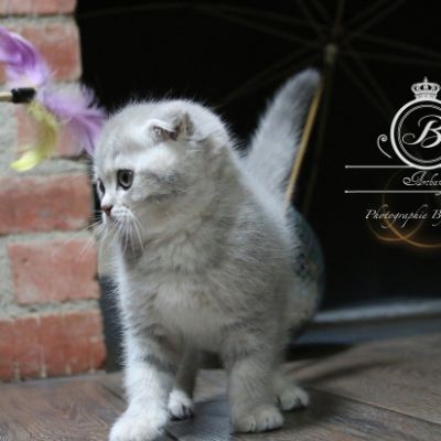 Romy Of british Archanges