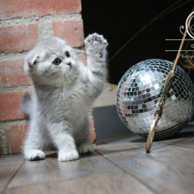 Romy Of british Archanges