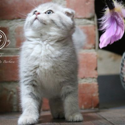 Romy Of british Archanges