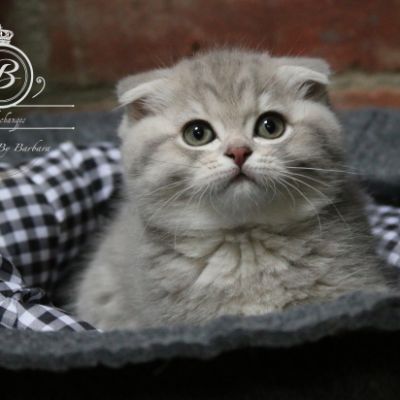 Romy Of british Archanges