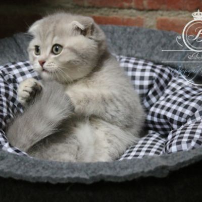 Romy Of british Archanges