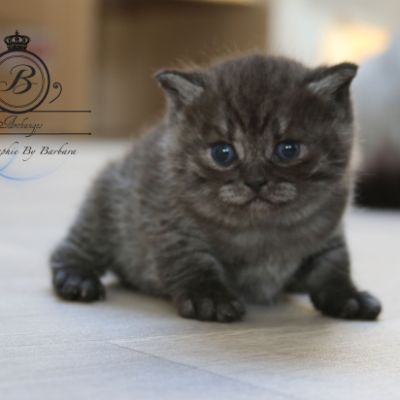 Patachou of British Archanges